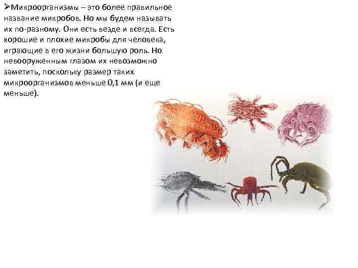 ØМикроорганизмы – это более правильное название микробов. Но мы будем называть их по-разному. Они