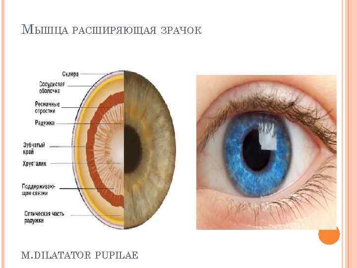 Вид мышечной ткани сужающий расширяющий зрачок глаза. Dilatator pupillae. Мышца расширяющая зрачок латынь. Мышцы суживающие и расширяющие зрачок. Мышца суживающая зрачок.