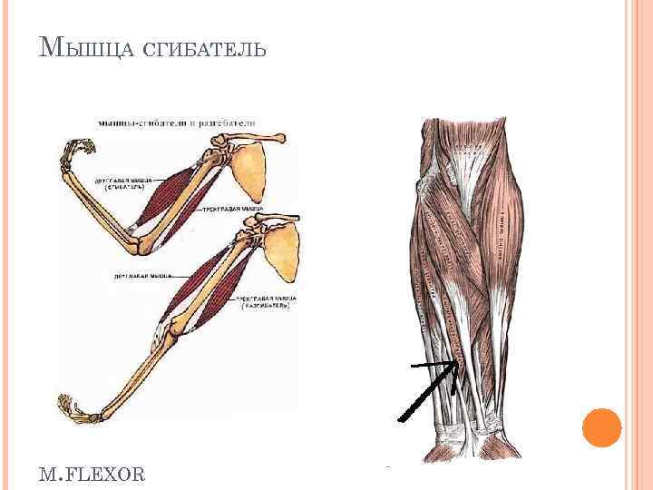 Мышцы сгибатели. Флексор мышца-сгибатель. Сгибатели флексоры и разгибатели. Мышцы сгибатели и разгибатели руки. Двуглавая мышца сгибатель или разгибатель.