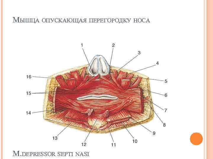 Мышца опускающая. Мышцы окружающие ротовую щель анатомия. Мышцы окружающие отверстие рта. Мышцы окружающие ротовую полость.