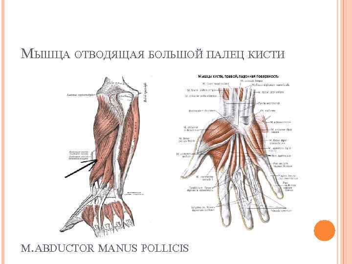 Мышцы большого пальца