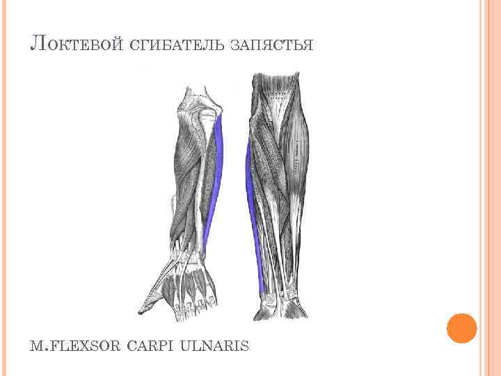 Сгибатель латынь