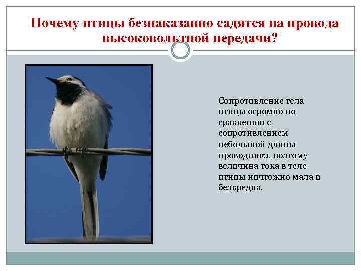 Почему птицы безнаказанно садятся на провода высоковольтной передачи? Сопротивление тела птицы огромно по сравнению