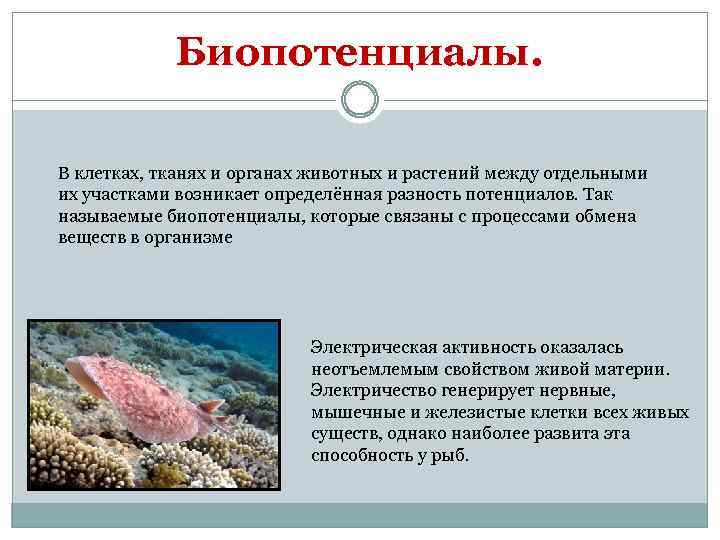 Биопотенциалы. В клетках, тканях и органах животных и растений между отдельными их участками возникает