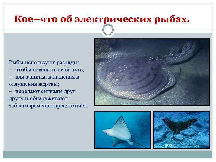 Кое–что об электрических рыбах. Рыбы используют разряды: – чтобы освещать свой путь; – для
