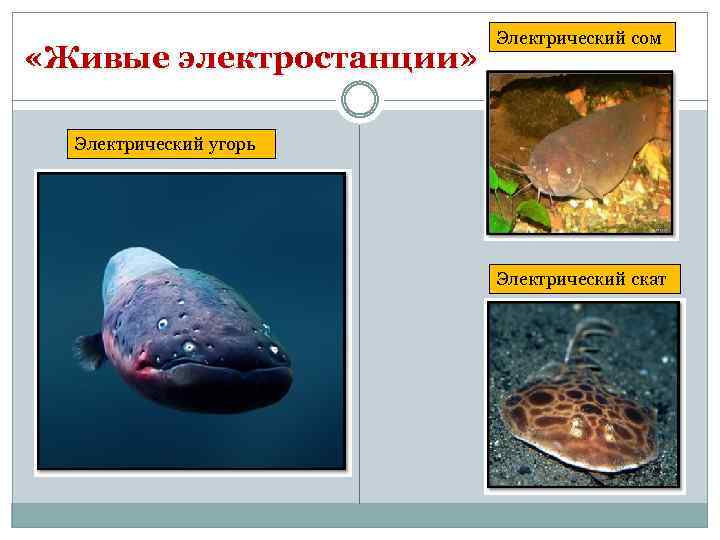  «Живые электростанции» Электрический сом Электрический угорь Электрический скат 