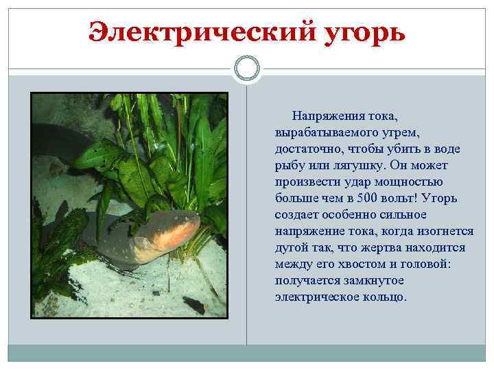 Электрический угорь Напряжения тока, вырабатываемого угрем, достаточно, чтобы убить в воде рыбу или лягушку.
