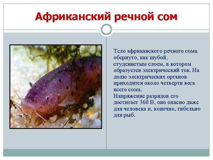 Африканский речной сом Тело африканского речного сома обернуто, как шубой, студенистым слоем, в котором