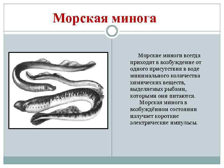 Морская минога Морские миноги всегда приходят в возбуждение от одного присутствия в воде минимального