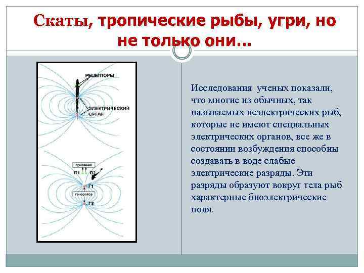 Скаты, тропические рыбы, угри, но не только они… Исследования ученых показали, что многие из