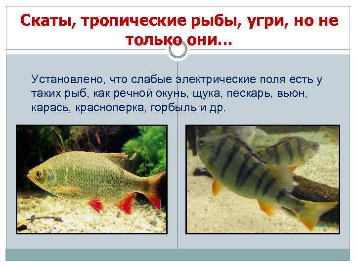 Скаты, тропические рыбы, угри, но не только они… Установлено, что слабые электрические поля есть