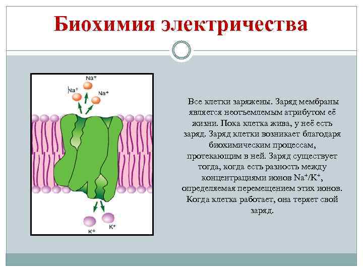 Биохимия электричества Все клетки заряжены. Заряд мембраны является неотъемлемым атрибутом её жизни. Пока клетка