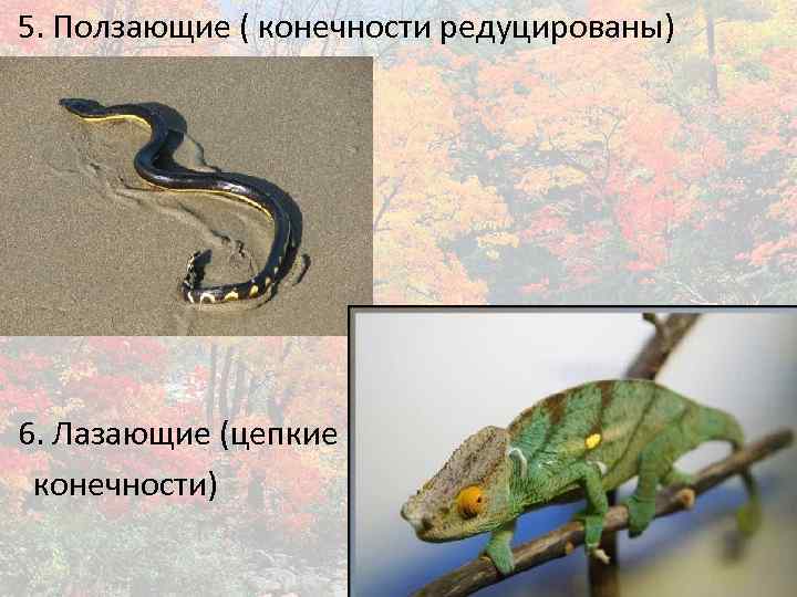 5. Ползающие ( конечности редуцированы) 6. Лазающие (цепкие конечности) 