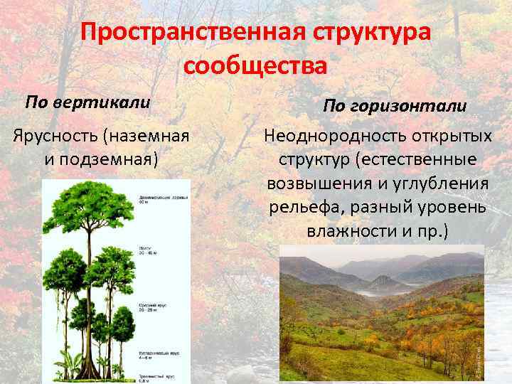 Пространственная структура сообщества По вертикали Ярусность (наземная и подземная) По горизонтали Неоднородность открытых структур