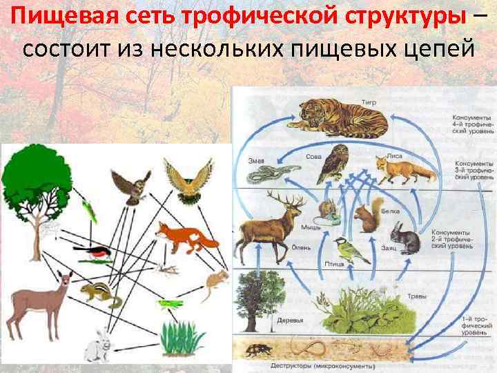 Пищевая сеть трофической структуры – состоит из нескольких пищевых цепей 