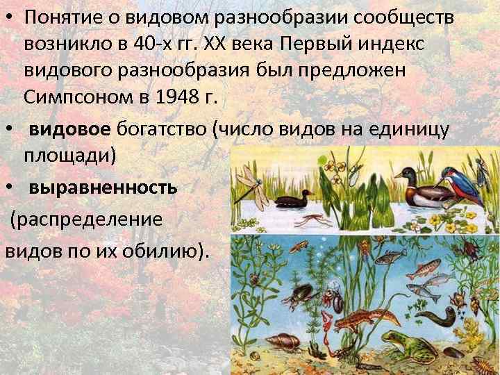  • Понятие о видовом разнообразии сообществ возникло в 40 -х гг. ХХ века