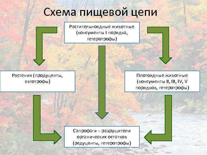 Схема пищевой цепи Растительноядные животные (консументы I порядка, гетеротрофы) Растения (продуценты, автотрофы) Плотоядные животные