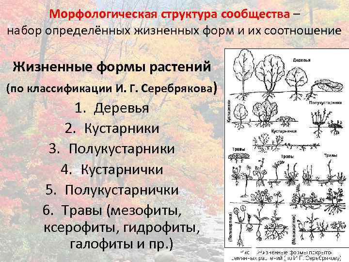 Морфологическая структура сообщества – набор определённых жизненных форм и их соотношение Жизненные формы растений