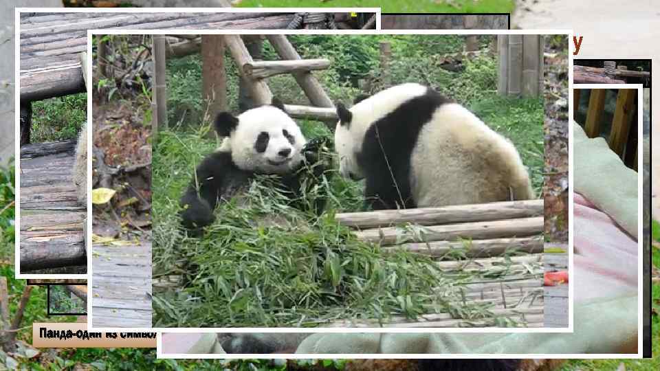 Большие панды в Чэнду Малая или Красная панда Панда-один из символов Китая 