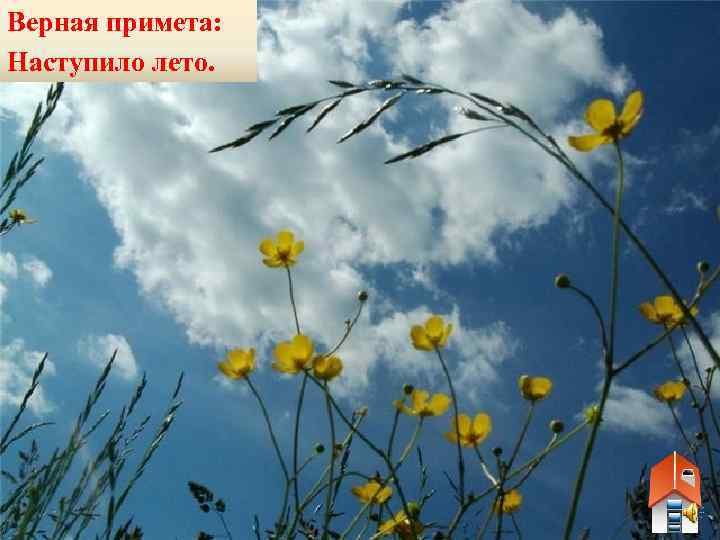 Верная примета: Наступило лето. 