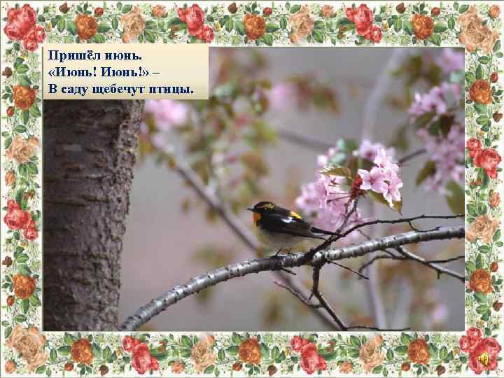 Пришёл июнь. «Июнь!» – В саду щебечут птицы. 