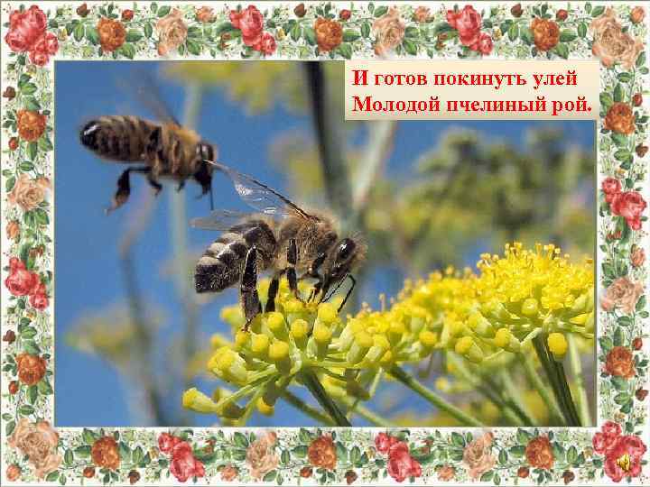 И готов покинуть улей Молодой пчелиный рой. 