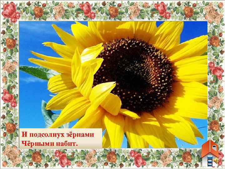 И подсолнух зёрнами Чёрными набит. 
