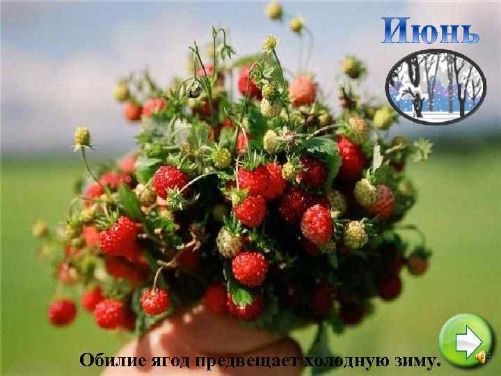 Обилие ягод предвещает холодную зиму. 