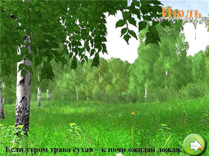 Июль Если утром трава сухая – к ночи ожидай дождя. 