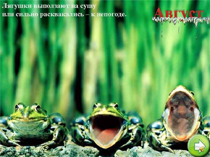 Лягушки выползают на сушу или сильно расквакались – к непогоде. Август 
