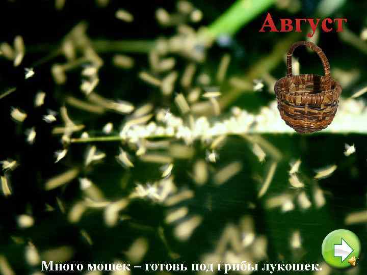 Август Много мошек – готовь под грибы лукошек. 