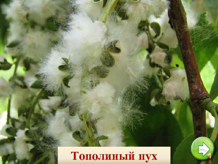 Тополиный пух 
