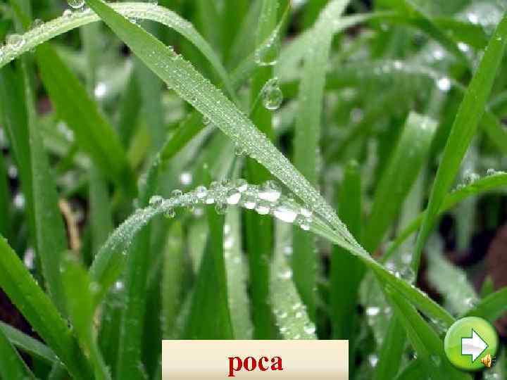 роса 
