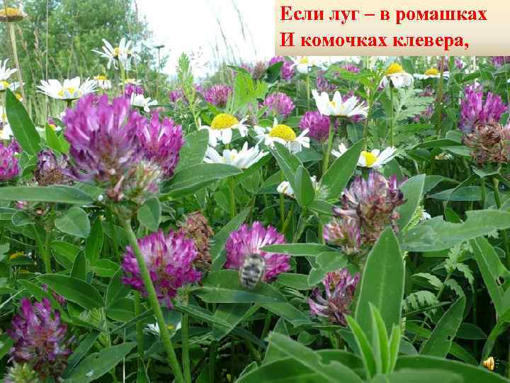 Если луг – в ромашках И комочках клевера, 