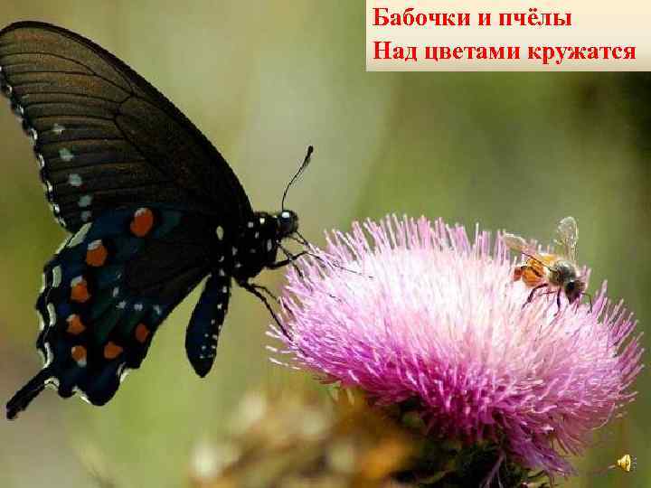 Бабочки и пчёлы Над цветами кружатся 