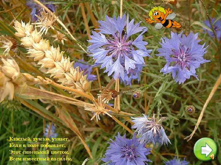Каждый, думаю, узнает, Если в поле побывает, Этот синенький цветок, Всем известный василёк. 