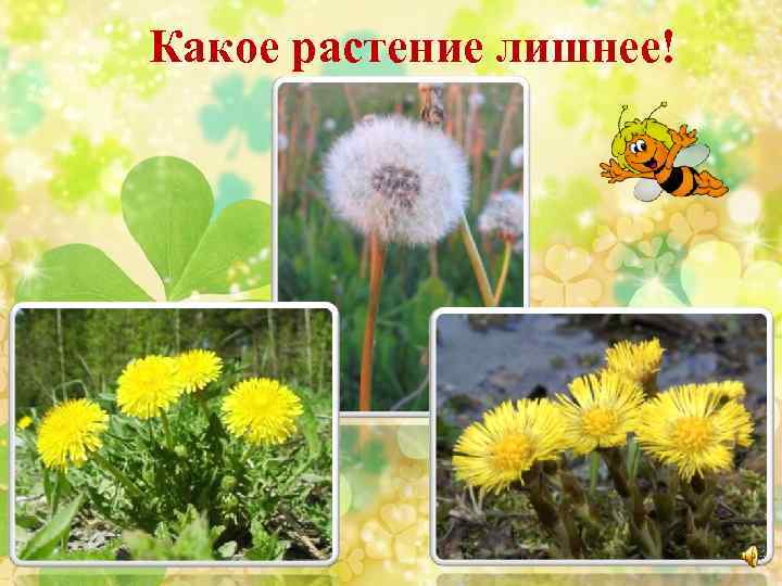 Какое растение лишнее! 