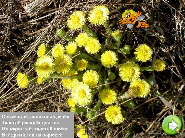 В весенний солнечный денёк Золотой расцвёл цветок. На короткой, толстой ножке Всё дремал он
