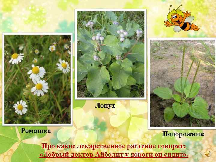 Лопух Ромашка Подорожник Про какое лекарственное растение говорят: «Добрый доктор Айболит у дороги он