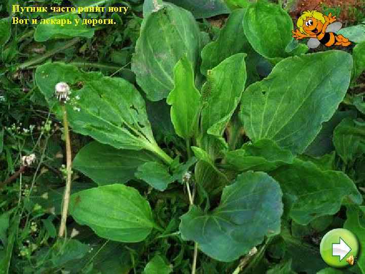 Путник часто ранит ногу Вот и лекарь у дороги. 