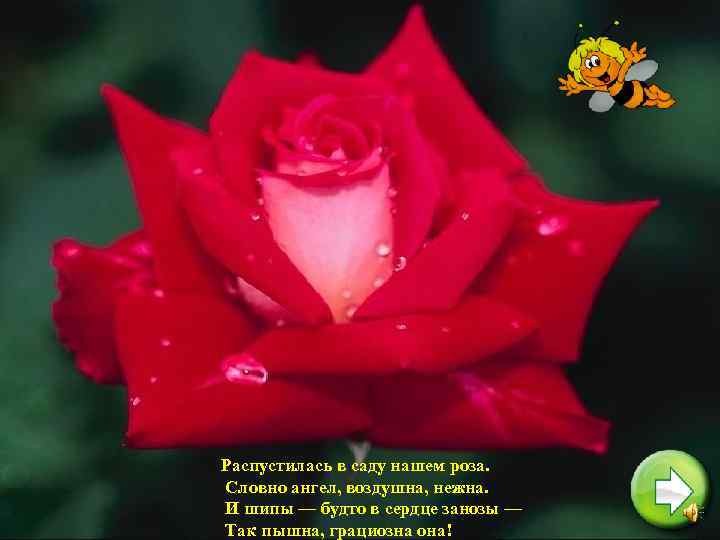 Распустилась в саду нашем роза. Словно ангел, воздушна, нежна. И шипы — будто в