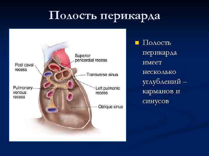 Полость перикарда n Полость перикарда имеет несколько углублений – карманов и синусов 