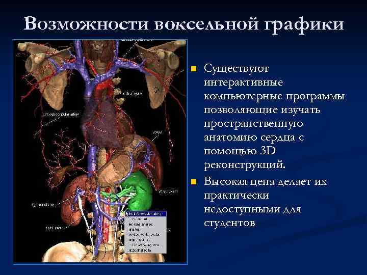 Возможности воксельной графики n n Существуют интерактивные компьютерные программы позволяющие изучать пространственную анатомию сердца