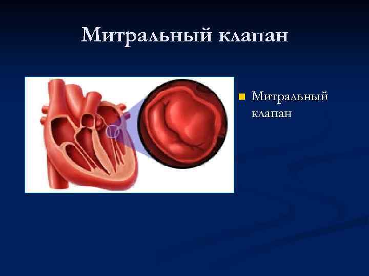 Митральный клапан n Митральный клапан 