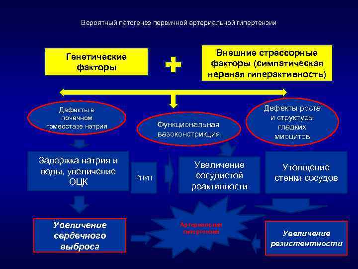 Вероятный патогенез первичной артериальной гипертензии Внешние стрессорные факторы (симпатическая нервная гиперактивность) Генетические факторы Дефекты
