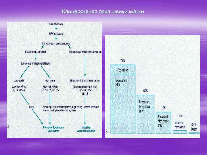 Канцерогенез рака шейки матки 