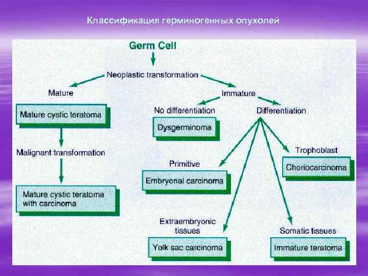 Классификация герминогенных опухолей 