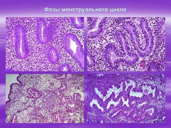 Фазы менструального цикла 