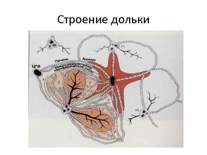 Строение дольки 