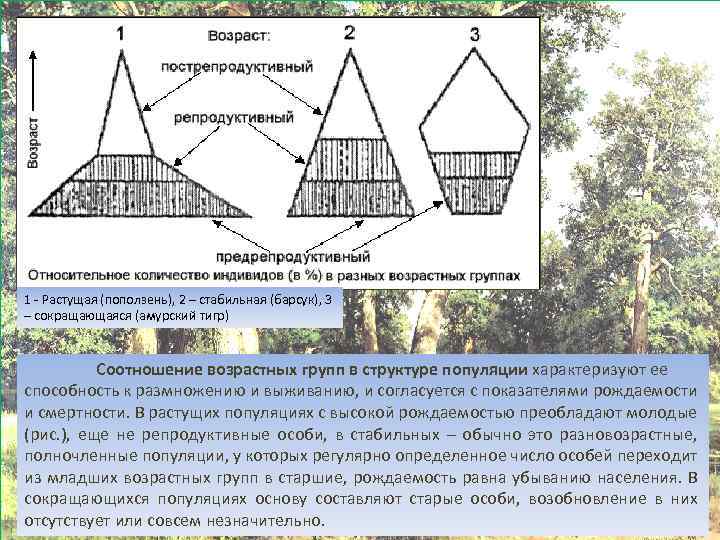 На схемах показана возрастная структура популяций какая из популяций наиболее жизнеспособна